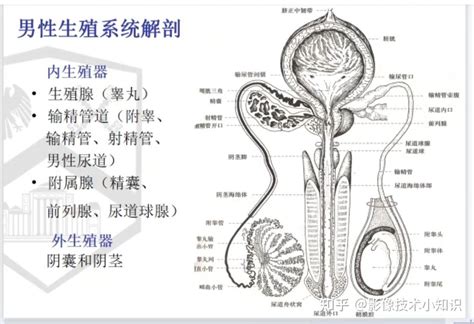 男性 生殖器|男性生殖系统